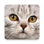 Logo of Cute Cat Wallpaper android Application 