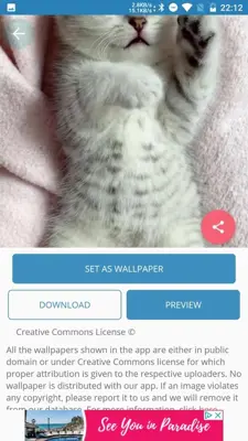 Cute Cat Wallpaper android App screenshot 1