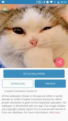 Cute Cat Wallpaper android App screenshot 3